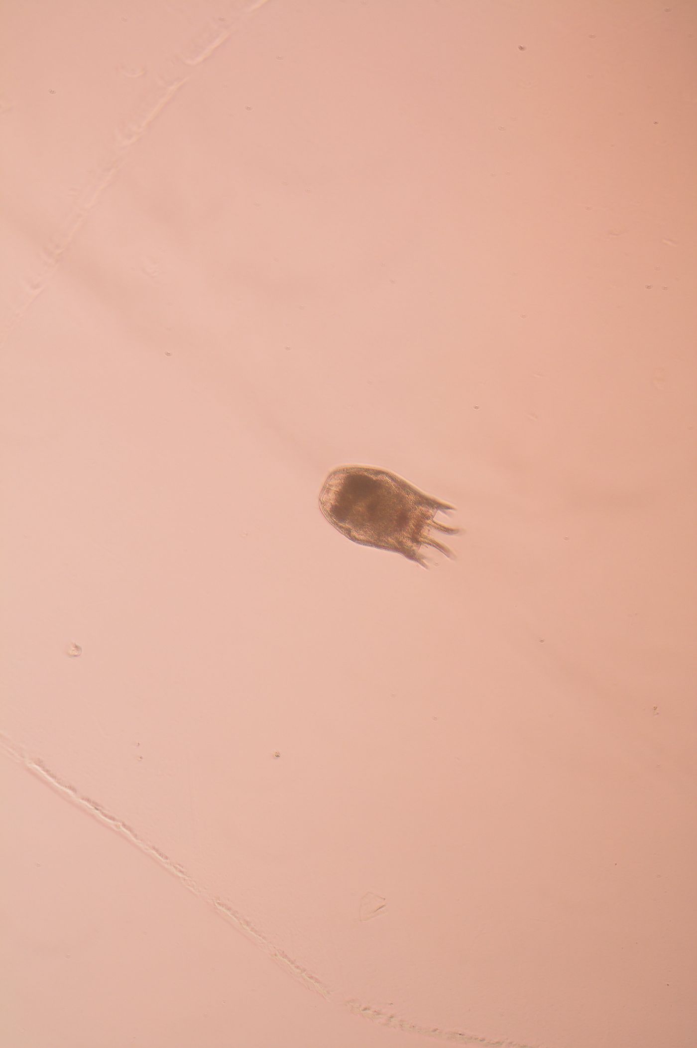 Zooplankton image