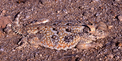 Phrynosomatidae image
