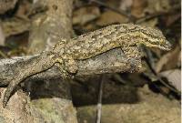Image of Thecadactylus rapicauda