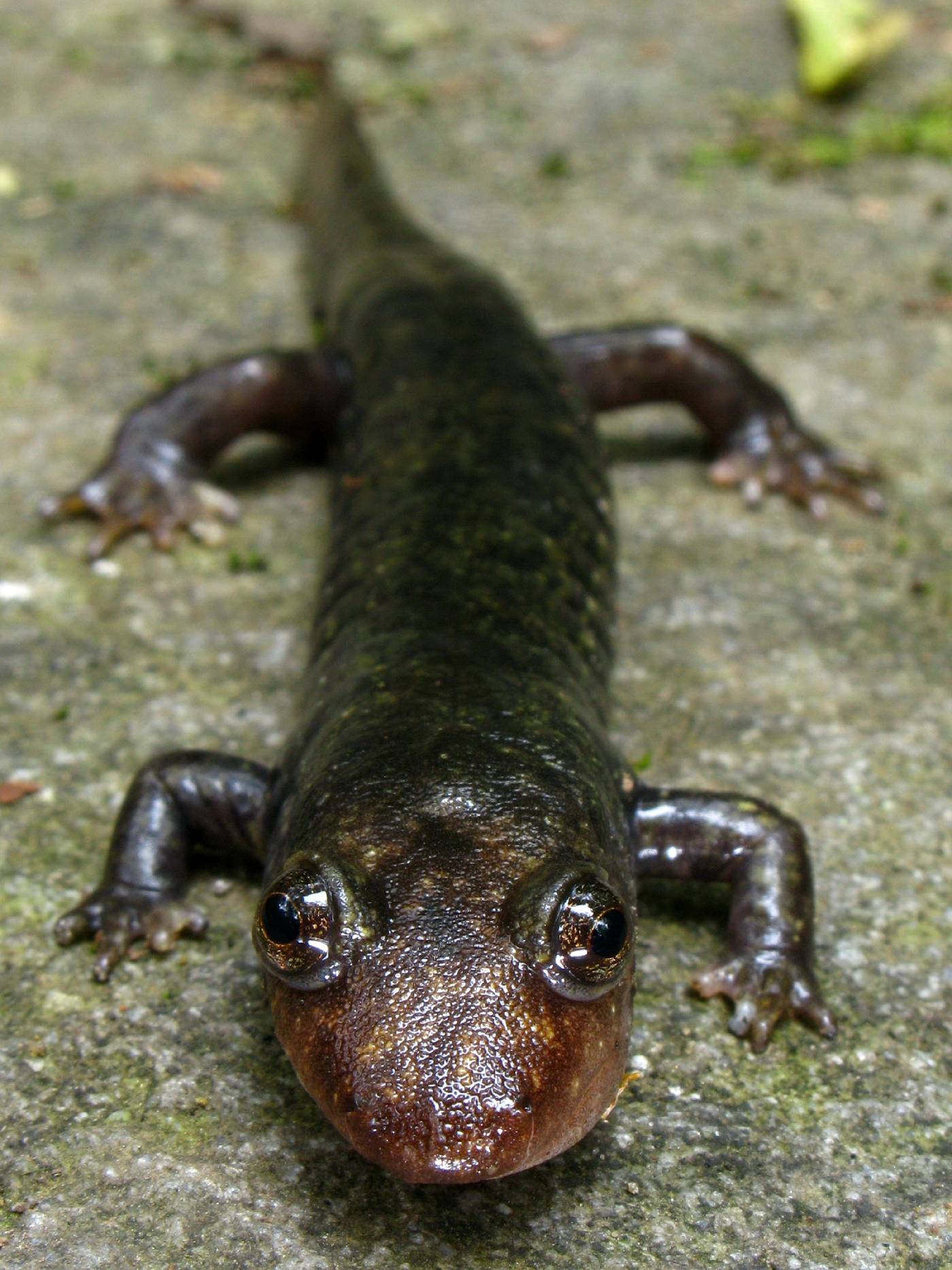 Plethodontidae image