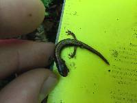 Image of Plethodon larselli