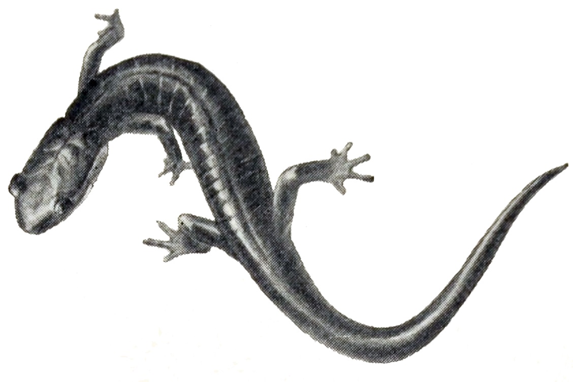 Plethodon image