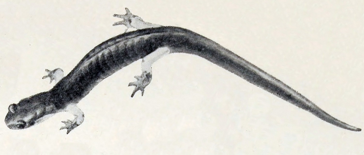 Plethodon shermani image