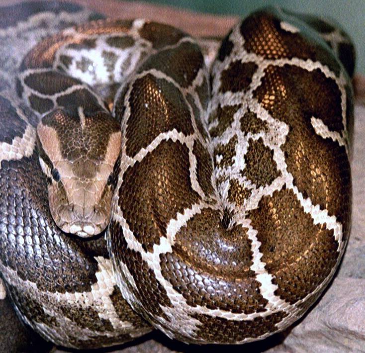Python molurus image
