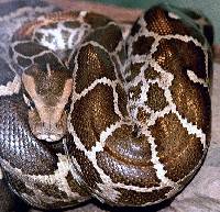 Image of Python molurus