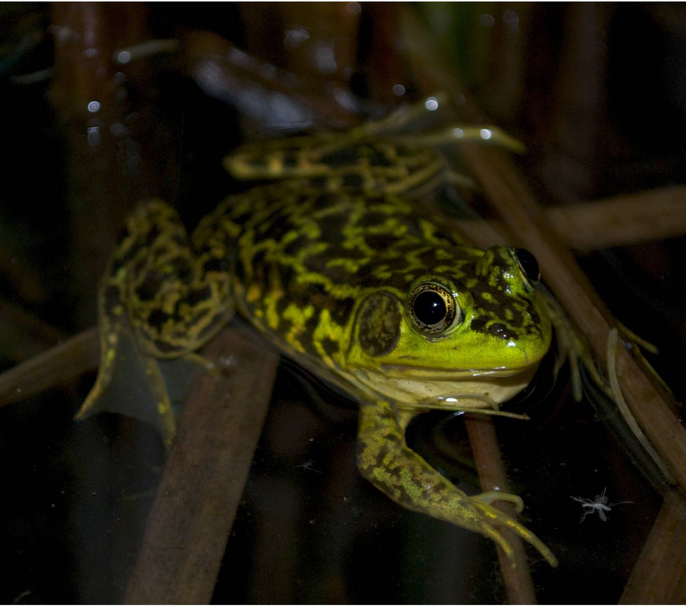 Lithobates image