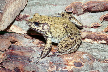 Lithobates image