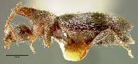 Notoxus brevicornis image