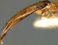 Synetocephalus atricornis image