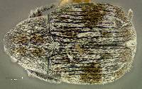 Image of Acanthoscelides biustulus