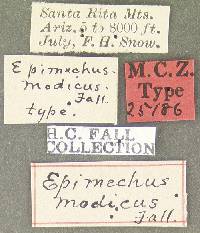 Epimechus modicus image