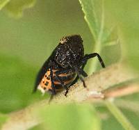 Image of Crepusia fuliginosa