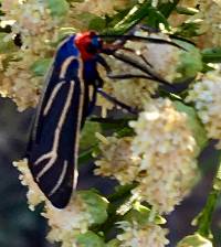 Ctenucha venosa image