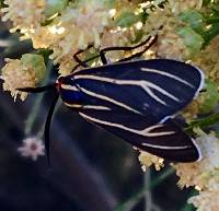 Ctenucha venosa image