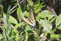 Papilio multicaudata image