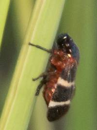Image of Prosapia bicincta