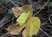 Eurema mexicana image