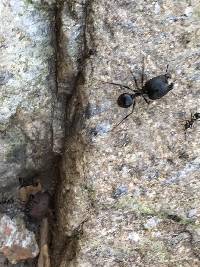 Pheidole rhea image