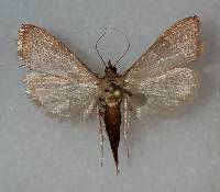 Image of Caphys arizonensis