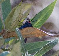 Ctenucha venosa image