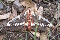 Citheronia splendens image