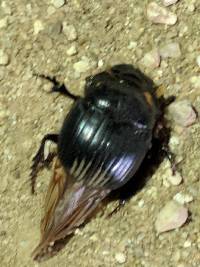 Dichotomius colonicus image