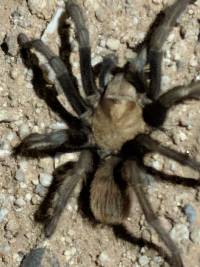 Aphonopelma chalcodes image