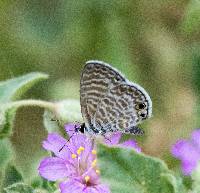 Leptotes marina image