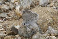 Hemiargus ceraunus image