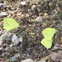 Eurema mexicana image