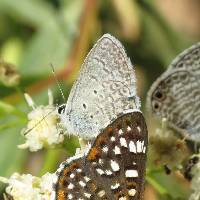 Hemiargus ceraunus image