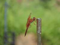 Libellula saturata image