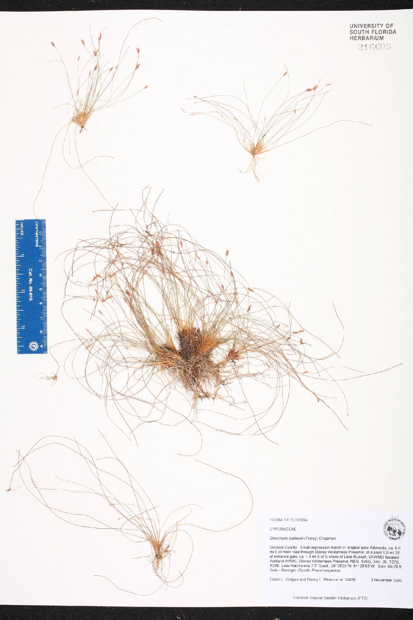 Eleocharis baldwinii image