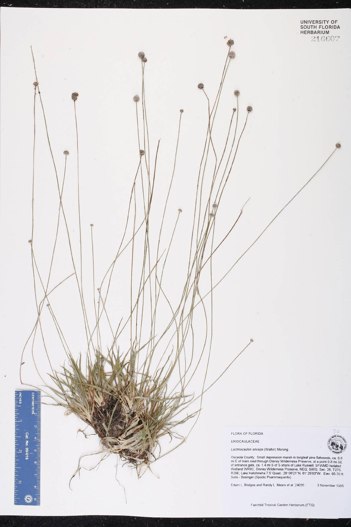 Eriocaulaceae image