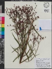 Image of Vernonia angustifolia