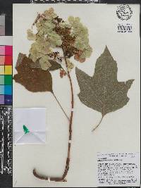 Image of Hydrangea quercifolia
