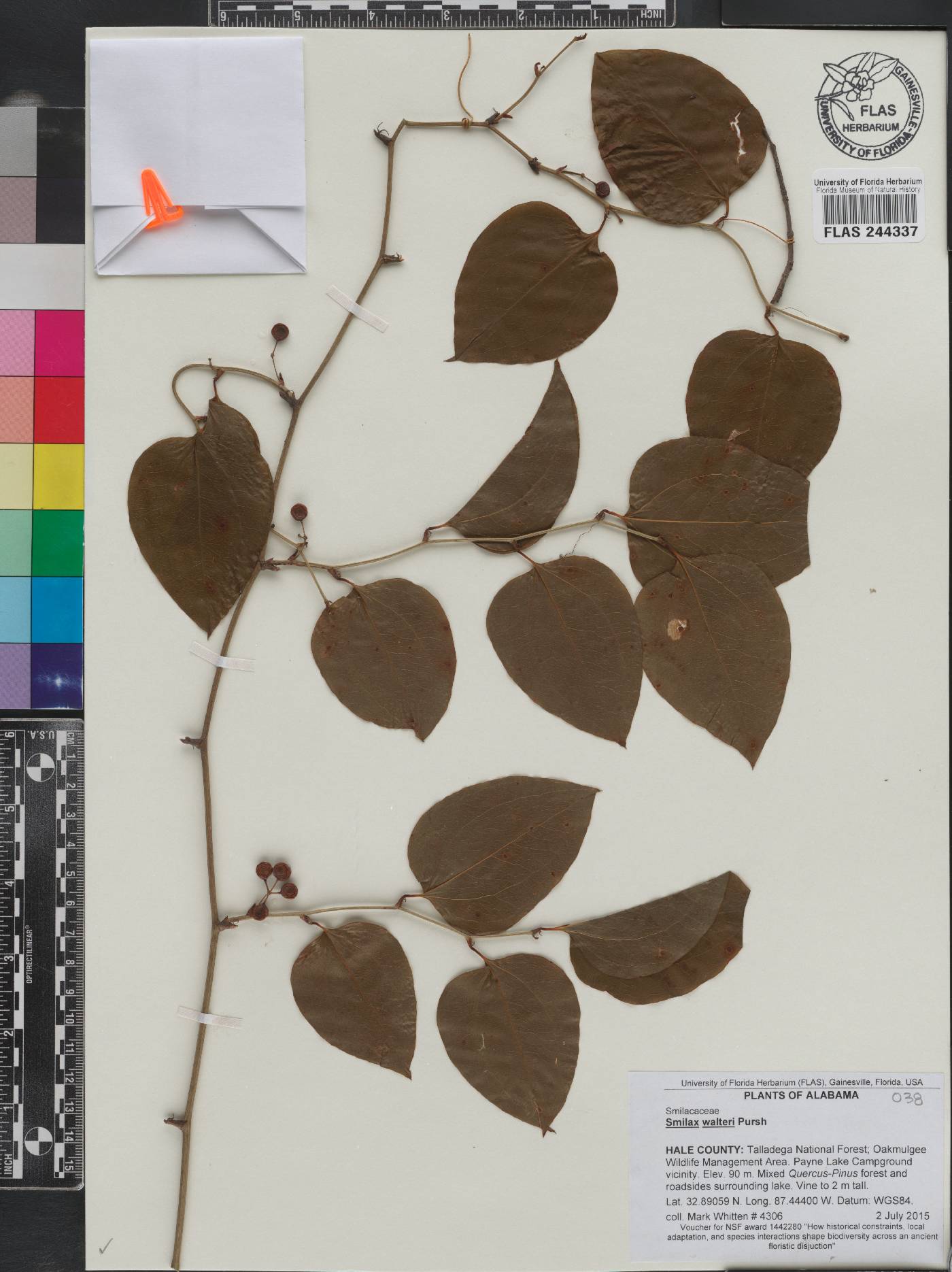 Smilax walteri image