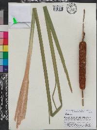 Typha latifolia image