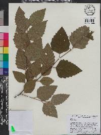 Betula nigra image