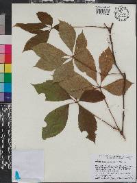 Parthenocissus quinquefolia image