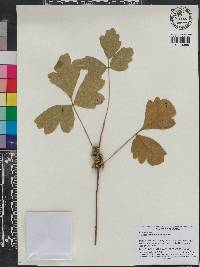 Toxicodendron pubescens image