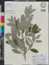 Elaeagnus parvifolia image