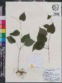 Dioscorea villosa image