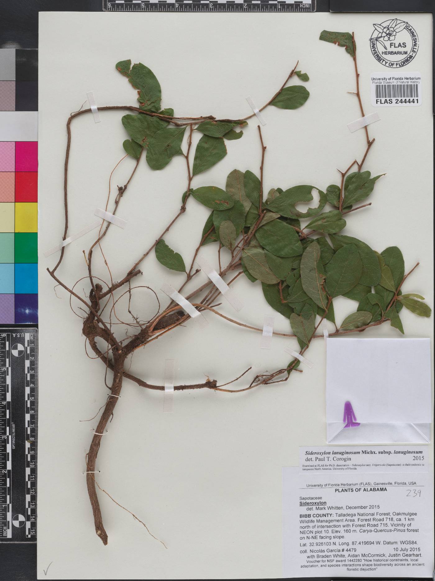 Sideroxylon lanuginosum subsp. lanuginosum image