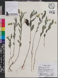 Image of Crotalaria rotundifolia