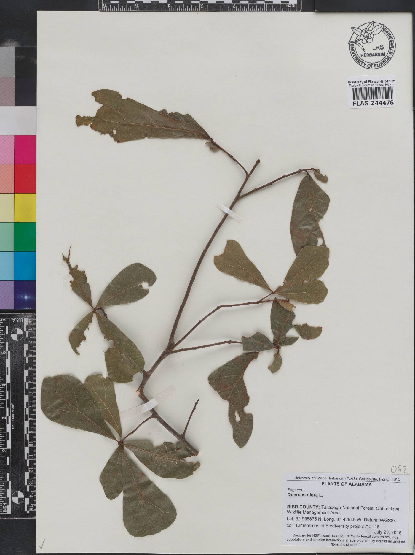 Quercus nigra image