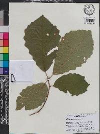 Quercus montana image