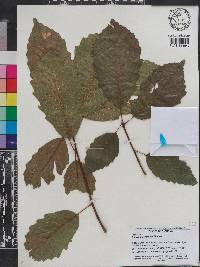 Image of Quercus montana