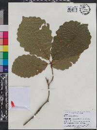 Quercus montana image