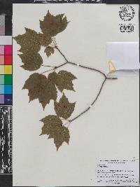 Acer rubrum image